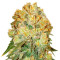 Marmalate (Delicious Seeds) Cannabis-Samen