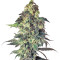 Northern VIP (VIP seeds) Cannabis-Samen