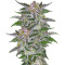 Olympia (Pyramid Seeds) Cannabis-Samen