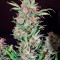 Wembley (Pyramid Seeds) Cannabis-Samen