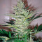 AK-47 (Serious Seeds) Cannabis-Samen