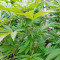 Amnesi-K Lemon strain