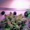Auto White Widow (Dutch Passion) Cannabis-Samen