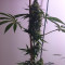 Bona Dea CBD+ (Vision Seeds) Cannabis-Samen