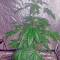 Bubba Kush (Humboldt Seeds Organization) Cannabis-Samen