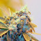 Damn Sour (GHS) Cannabis-Samen