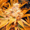 Dr. Greenthumb’s Em-Dog by B-Real (Humboldt Seeds Organization) Cannabis-Samen