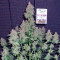 Euforia (Dutch Passion) Cannabis-Samen