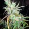 Kali Mist regular (Serious Seeds) Cannabis-Samen