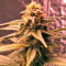 Original Amnesia (Dinafem Seeds) Cannabis-Samen