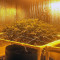 Russian Snow (Vision Seeds) Cannabis-Samen
