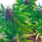 Sugar Mango Ryder Auto (World of Seeds) Cannabis-Samen