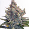 Big Devil F1 Fast Version weed strain