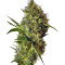 Big Devil Auto (Sweet Seeds) Cannabis-Samen