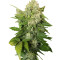 Chronic regular (Serious Seeds) Cannabis-Samen