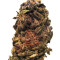 Orange Bud regular (Dutch Passion) Cannabis-Samen