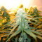 Sugar Black Rose (Delicious Seeds) Cannabis-Samen