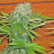Sweet Cheese (Sweet Seeds) Cannabis-Samen