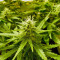 Auto Super Hash (Pyramid Seeds) Cannabis-Samen