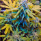 Automaria II (Paradise Seeds) Cannabis-Samen