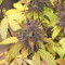 Blackberry Auto feminisierte Samen (Fast Buds)