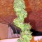 Trainwreck (Humboldt Seeds Organization) Cannabis-Samen