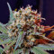 Green Poison F1 Fast Version (Sweet Seeds) Cannabis-Samen