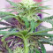 Ladyburn 1974 (GHS) Cannabis-Samen