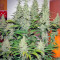 Ladyburn 1974 (GHS) Cannabis-Samen