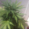 MAXI GOM Auto (Grass-O-Matic) Cannabis-Samen