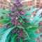 Shaman (Dutch Passion) Cannabis-Samen