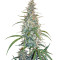 Silver Haze (Sensi Seeds) Cannabis-Samen