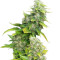White Rhino (Nirvana Seeds) Cannabis-Samen