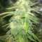 Auto Speed Bud (Female Seeds) Cannabis-Samen