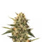 Mother Gorilla (Royal Madre) (RQS) Cannabis-Samen