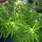2 Fast & 2 Vast Auto (Heavyweight Seeds) Cannabis-Samen