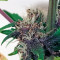 Buddha Purple Kush Auto (Buddha Seeds) Cannabis-Samen