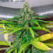 Mazar (Dutch Passion) Cannabis-Samen