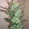 Northern Light X Big Bud (World of Seeds) Cannabis-Samen
