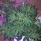 Tangie'matic Auto feminisierte Samen (Fast Buds)