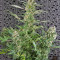 Crystal Candy Auto (Sweet Seeds)