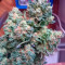 Fast Bud #2 Auto (Sweet Seeds) Cannabis-Samen