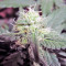 Green Poison Auto (Sweet Seeds) Cannabis-Samen