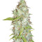 Afghan Kush X Skunk (World of Seeds) Cannabis-Samen