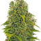 High Density Auto (Heavyweight Seeds) Cannabis-Samen