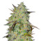 Marmalate Early Version (Delicious Seeds) Cannabis-Samen