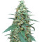 Mong-U-Mental (Dr. Krippling Seeds) Cannabis-Samen