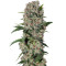 Papaya regular (Nirvana Seeds) Cannabis-Samen