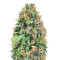 Super Mazar (Victory Seeds) Cannabis-Samen