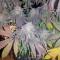 Amherst Sour Diesel (Humboldt Seeds Organization) Cannabis-Samen